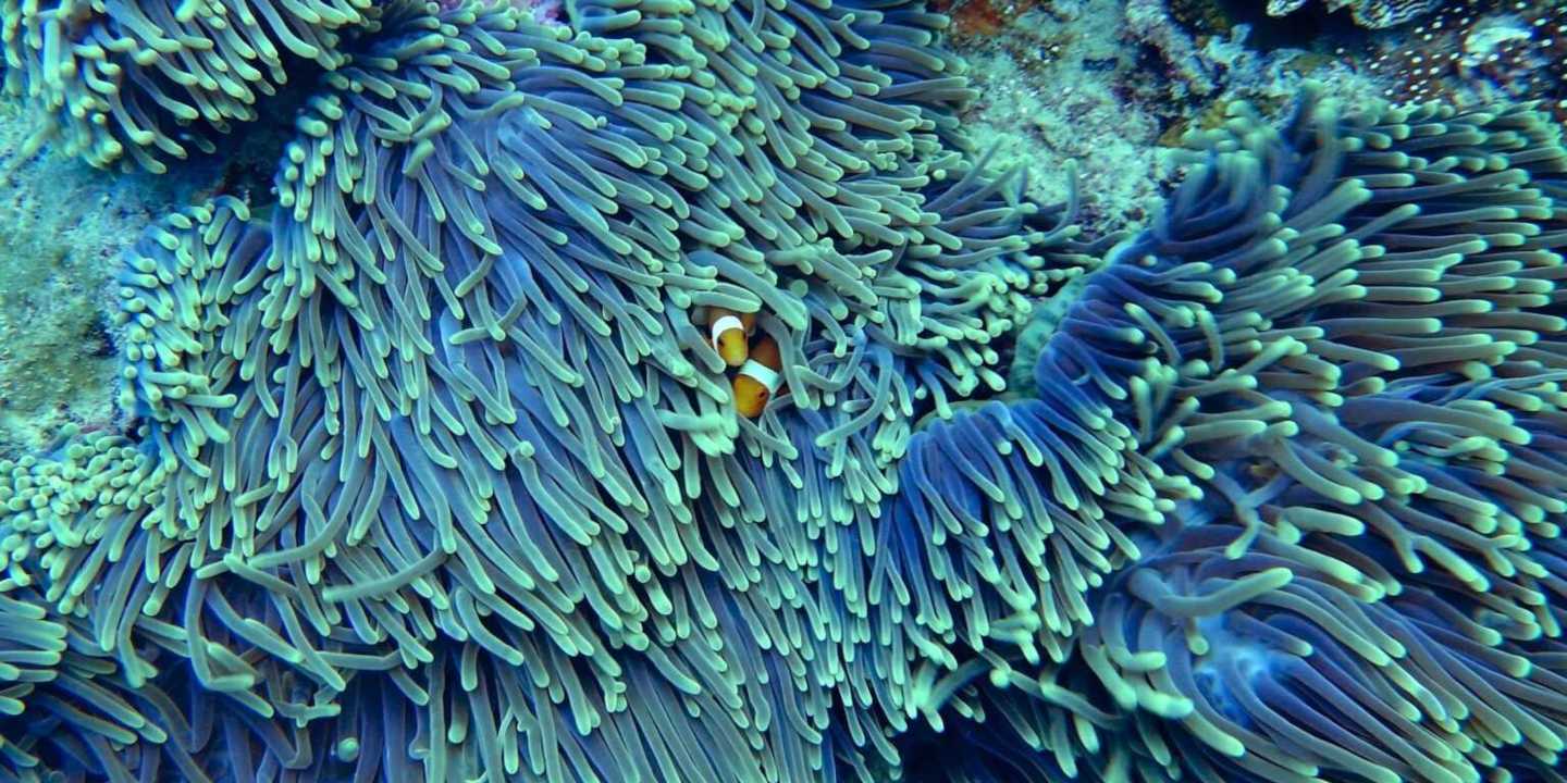 Bild von Clownfischen in Anemone