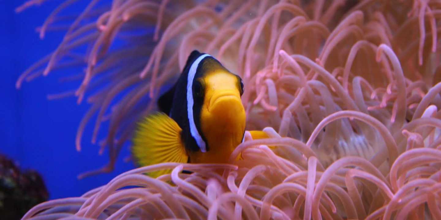 Bild von Clownfisch in Anemone