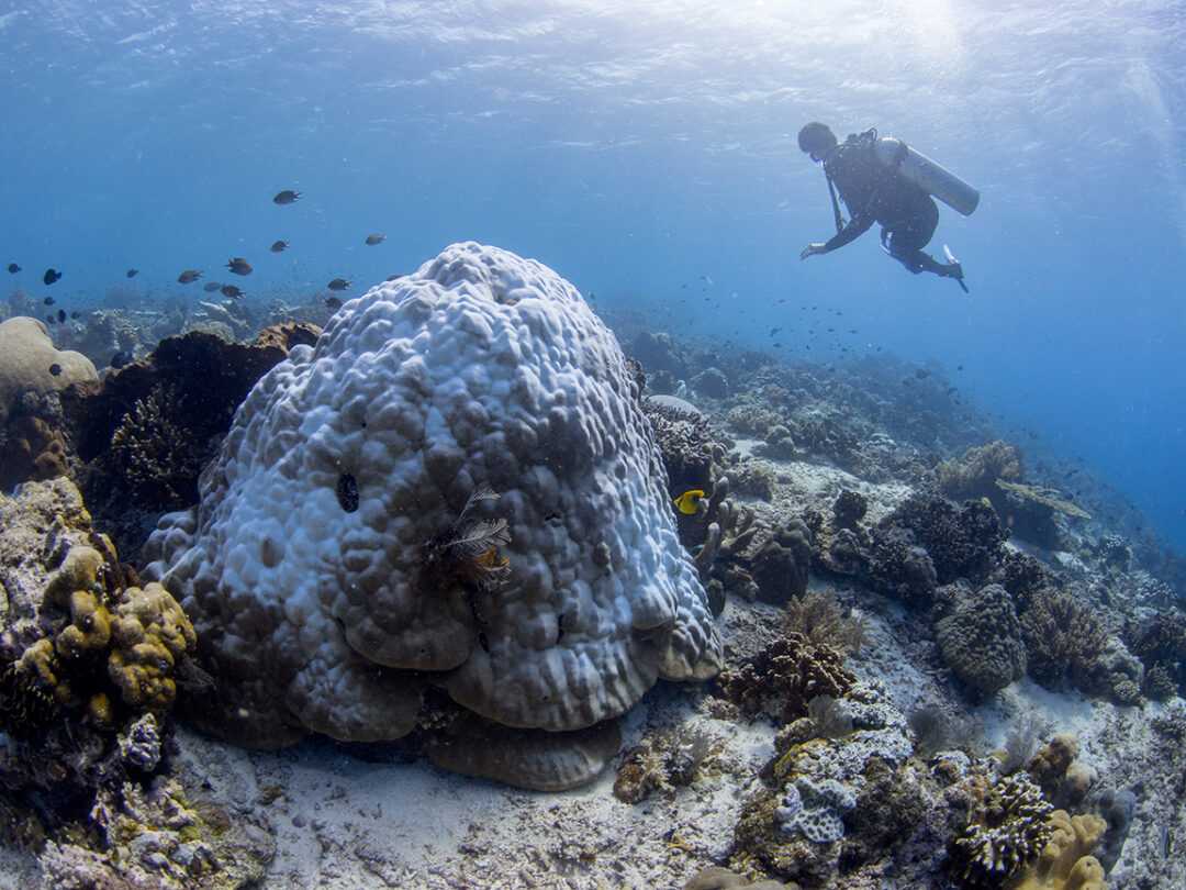 Ausgeblichene Koralle