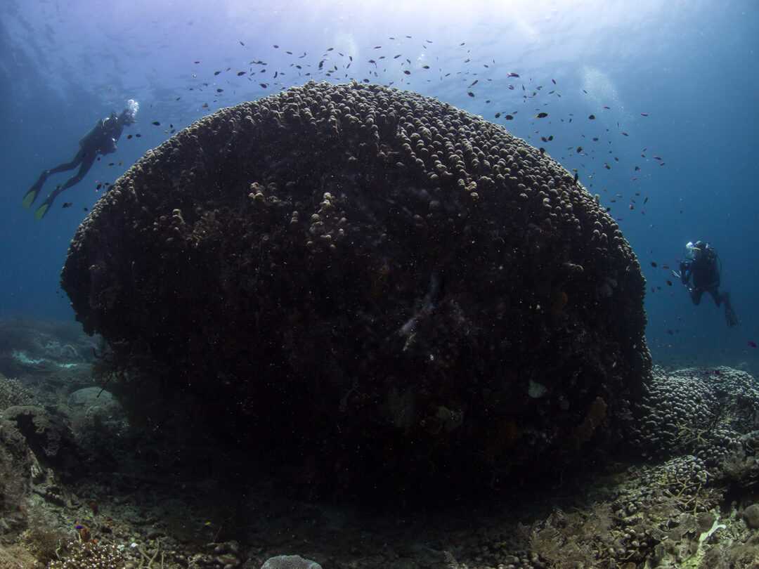 Koralle und Taucher