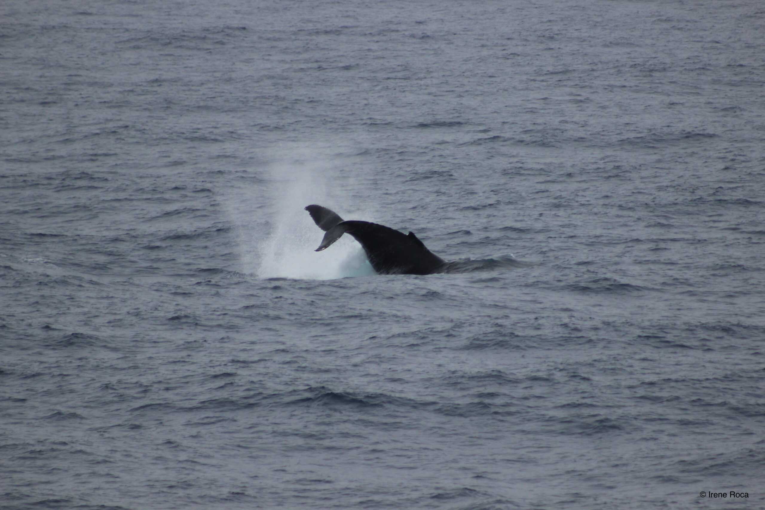 Humpbackwhale