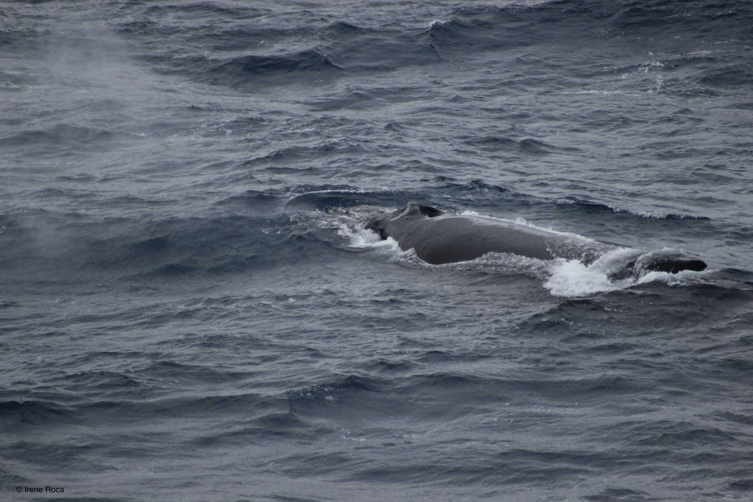 Humpbackwhale