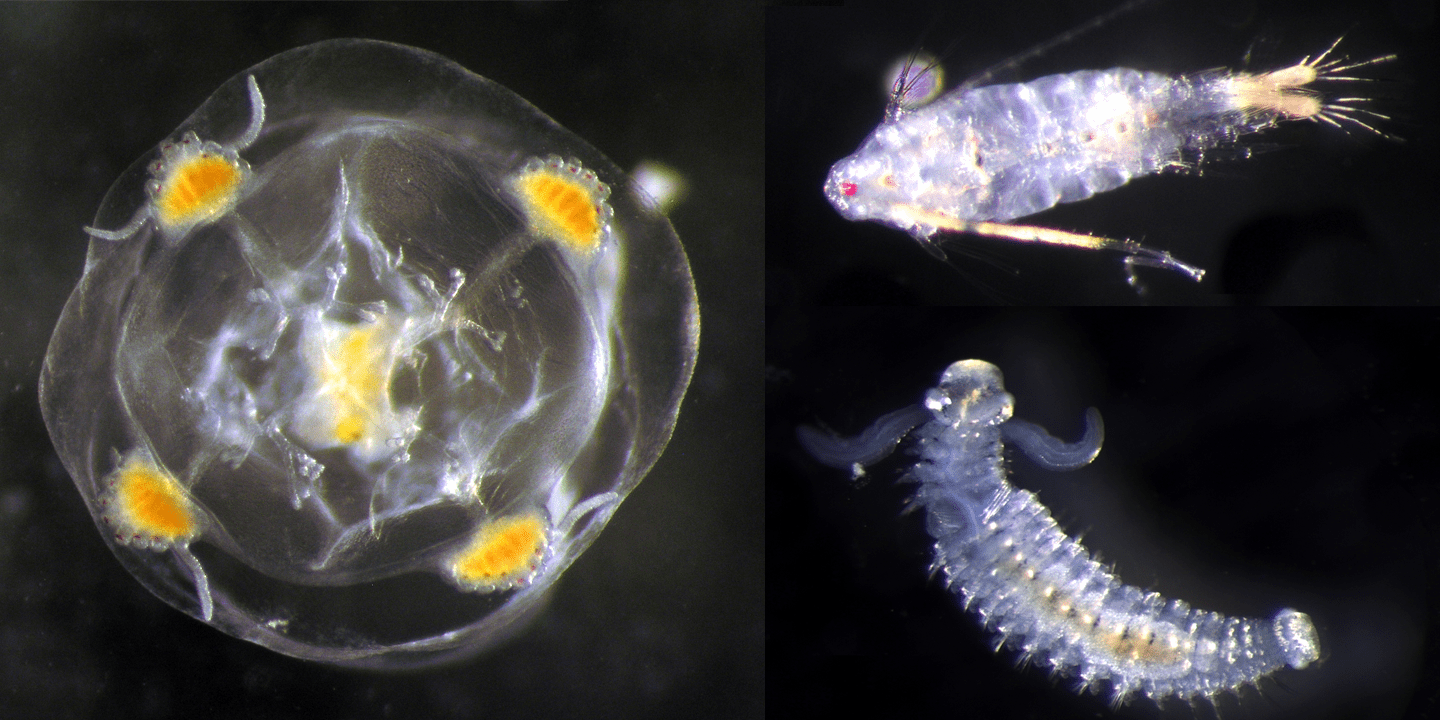 Microscope images of zooplankton