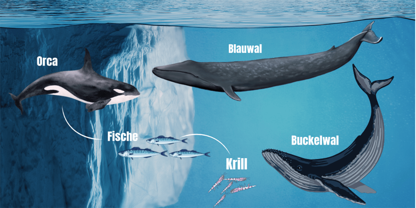 Schematic illustration of the Antarctic food web