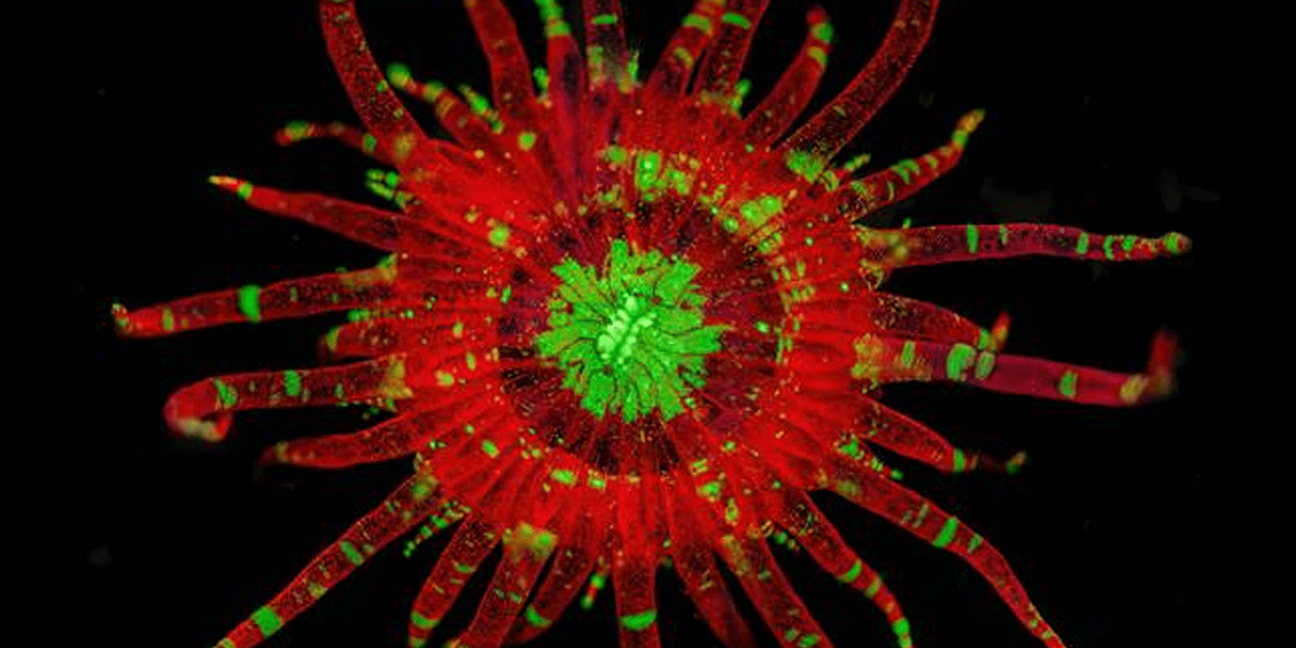 Fluoreszenz der Seeanemone «Aiptasia». Aiptasia besitzt (ähnlich wie Korallen) intrazelluläre Algen in ihrem Gewebe. Das Chlorophyll der Algen fluoresziert rot und macht es uns daher einfach die Symbiose in diesen Tieren zu untersuchen.