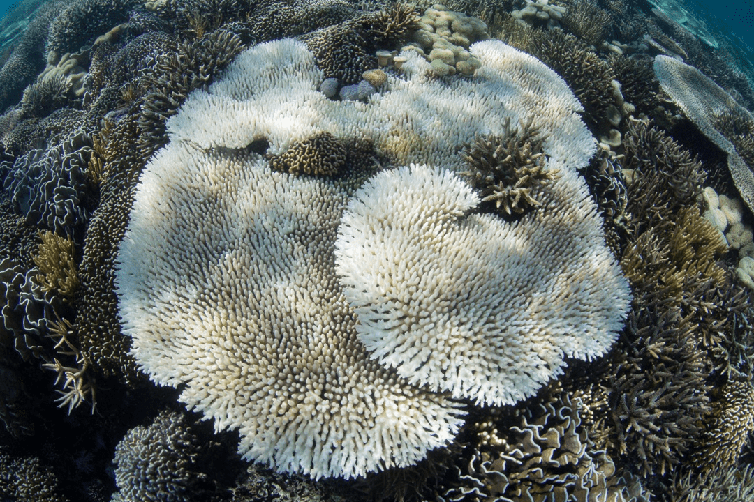 Bleached Corals