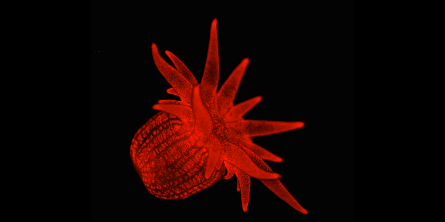 Fluoreszierende Anemone