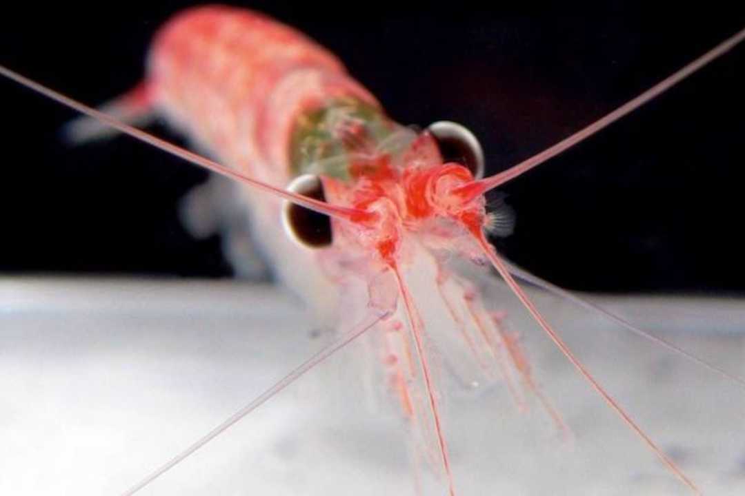 Krill photo by Carsten Pape