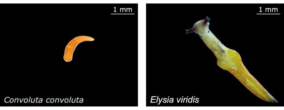 Two pictures of a flatworm and nudibranch